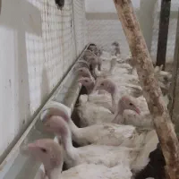 فروش جوجه بوقلمون گوشتی بیوتیک 6