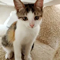 پیشی|گربه|تهران, نیروی هوایی (پیروزی)|دیوار