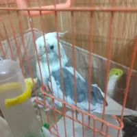 عروس هلندی مولد