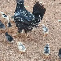 جوجه مرغ و خروس گلین|حیوانات مزرعه|شیراز, شهرک گلستان|دیوار