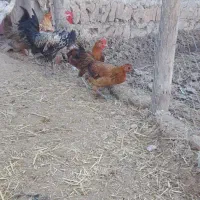 ۸ عدد خروس ۶ ماهه|حیوانات مزرعه|پلدختر, |دیوار