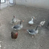 چهار غاز دونه ۸۰۰ خروس با ۱۲ مرغ دونه ۵۵۰