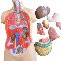 نیم تنه آزمایشگاهی ( مولاژ )