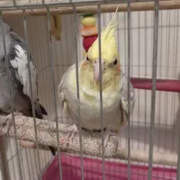 یک جفت عروس هلندی|پرنده|تهران, حشمتیه|دیوار