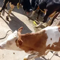 گاو