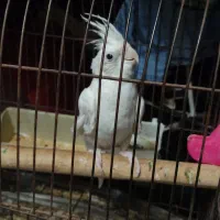 طوطی عروس هلندی نر البینو شرابی مست کار داده مولد