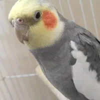 عروس هلندی(نر)