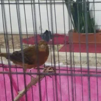 تعدادی قناری فروشی|پرنده|کوهبنان, |دیوار