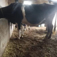 گاو|حیوانات مزرعه|سیلوانه, |دیوار