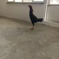 خروس لاری خونگی بدلیل کمبودجا