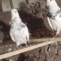 پرشی|پرنده|سلماس, |دیوار