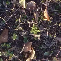 ریشه نعناع ترخون|گل و گیاه طبیعی|قوچان, |دیوار