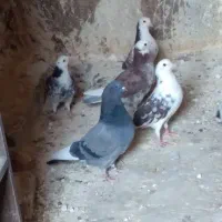 ۳۰تا کفتر بدربخور ضمانتی دونه ۳۰۰