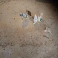 جوجه گلین درجه یک ودورگ