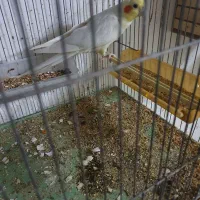 عروس هلندی و معاوضه با جفت گرینچیک