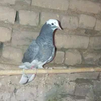 کفتر|پرنده|قم, شاه سید علی|دیوار