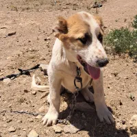 توله سگ .مناسب برای گله