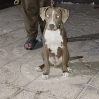 سگ پیتبول نر|سگ|قزوین, |دیوار