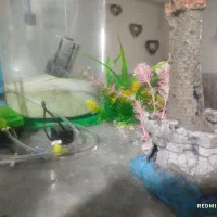 آکواریوم استوانه ای فروش فوری بدلیل کمبودجا|ماهی|کنارک, |دیوار