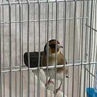 سهره جوجه قفس بخون جفتی