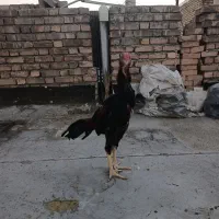 خروس لاری 5ماه و نیم