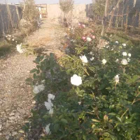 باغچه کاظم اباد جابری۳|فروش دفتر صنعتی، کشاورزی، تجاری|مشهد, کاظم آباد پنجشنبه|دیوار