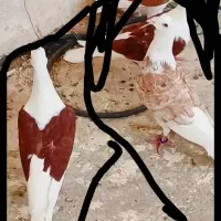 جفت دوکتی|پرنده|شیراز, دروازه قران|دیوار
