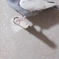 .سینه سبز|پرنده|شیراز, دینکان|دیوار