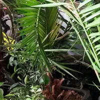 نخل خرما ۴ ساله‌ام گلدان بزرگ ارتفاع ۱.۵ تا دو متر|گل و گیاه طبیعی|تهران, وصفنارد|دیوار