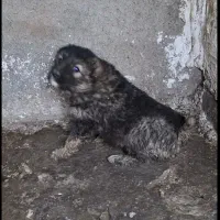 توله سگ قفقازی