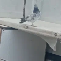 ی جفت کبوتر پاکستانی ی ماده سنجاق ی نر قیچی گمشده