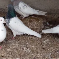 کله سبز 11عدد