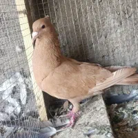 نر زرد