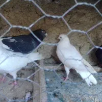 کبوتر|پرنده|شیروان (خراسان), |دیوار