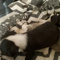 سگ شیتزو|سگ|بجنورد, |دیوار