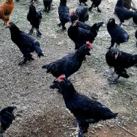 10 عدد خروش ۶ ماهه مرندی