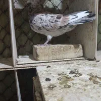 دو عدد نر|پرنده|خرم‌آباد, |دیوار