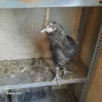 مرغ وخروس|حیوانات مزرعه|مشهد, طبرسی شمالی|دیوار