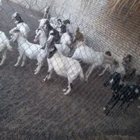 ۲۰عدد بز ماده
