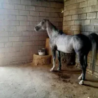 اسب|اسب و تجهیزات اسب‌سواری|خمین, |دیوار