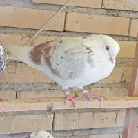 کفتر خوب درجه یک هر وماده