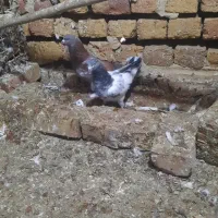 فروش توافقی کبوتر