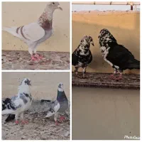 کبوتر جفتی
