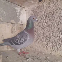 کبوتر نر فراری