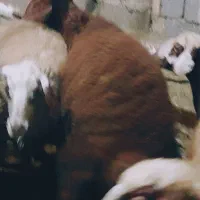 بره نر|حیوانات مزرعه|سنندج, |دیوار