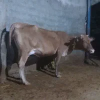 گاو ابستن