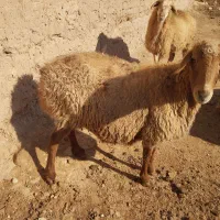 دوتا میش آبستن سنگین|حیوانات مزرعه|شیروان (خراسان), |دیوار