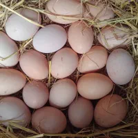 تعدادی تخم لاری تازه و نطفه دار تزمینی