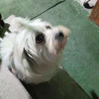 *واگذاری رایگان* سگ تریر اشپیتز (نر)