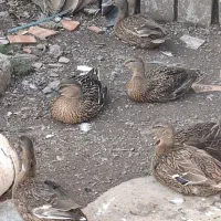 5 تا مرغابی اردک بفروش میرسد